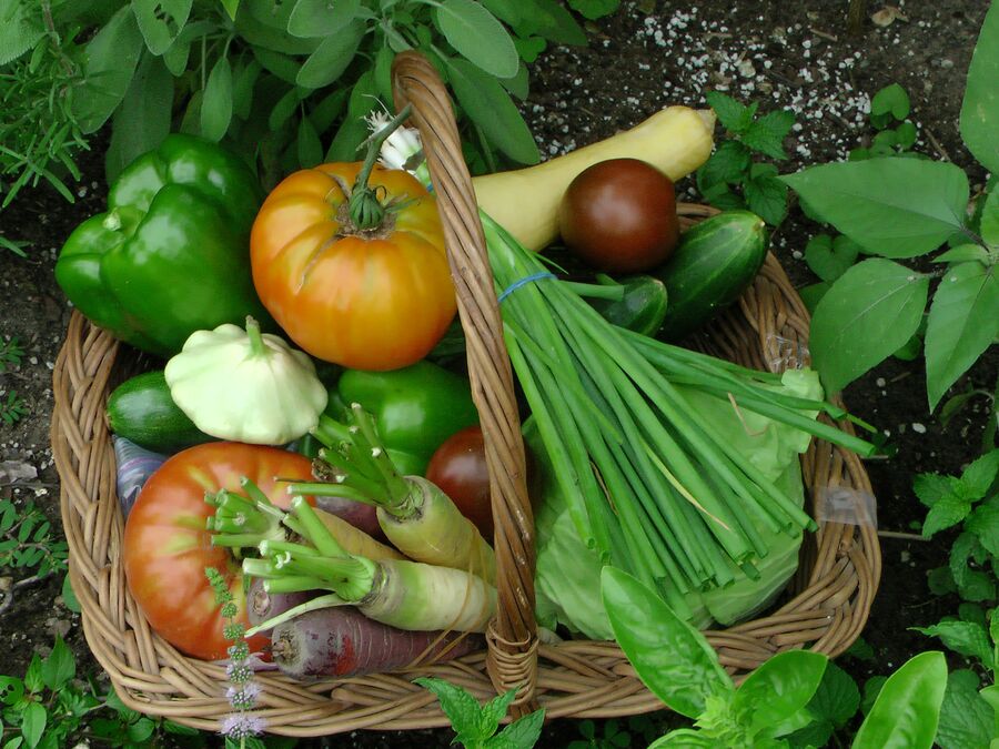 Homegrown garden vegetables in a harvest basket a basket filled with lots of different types of vegetables